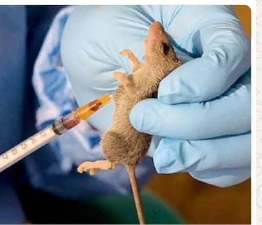 NCDC RECORDS RISE IN LASSA FEVER CASES AS DEATH TOLL HITS 229